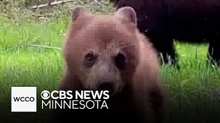 Video shows bear cub "being a little punk" in northern Minnesota