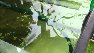 Suburban Aquaponics 01