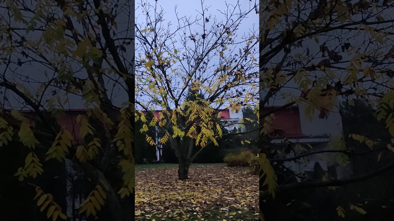 СУМАХ ОЛЕНЕРОГИЙ (УКСУСНОЕ ДЕРЕВО) (Rhus typhina)  