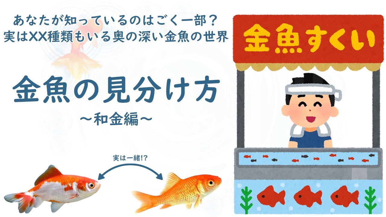 金魚の王様らんちゅう 品種紹介 Youtube