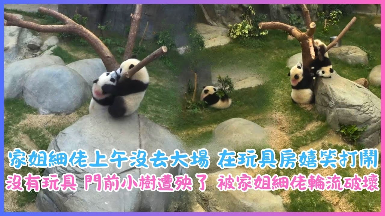 6月20日💖家姐細佬上午沒去大場 在玩具房嬉笑打鬧💖沒有玩具 門前小樹遭殃了 被家姐細佬輪流破壞