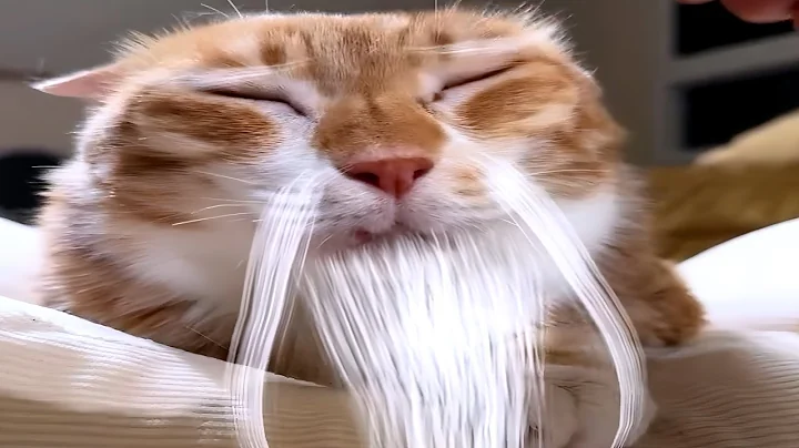 Cats Loading… Please Wait