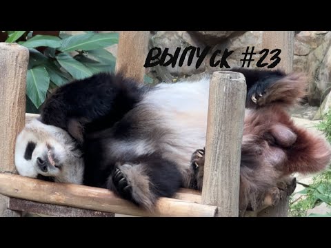 Видео: Зоопарк в Куала Лумпур