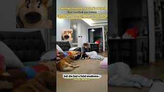 【The woman treated her dog's wound. But fainted. The dog: Or I take you to the hospital first?】