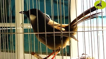 Khướu bạc má HÓT MÚA siêu hay kích chim nhà bạn căng lửa múa theo | Luyện khướu hót múa cực nhanh