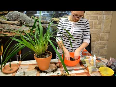 Video: Dendrobium, Wanda, Miltonia, Cymbidum, Orhideju Turēšanas Pamats Dzīvoklī - 2