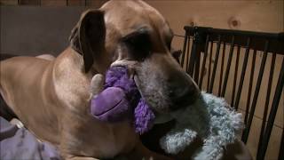 Great Dane would rather Play with Stuffed Animals than Eat! by AnimalHouseforReal 827 views 5 years ago 3 minutes, 37 seconds