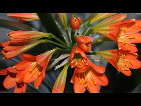 Videó: Clivia: Otthoni ápolás, Fajták: Cinnabar, Miniata, Tarka. Hogyan Lehet Virágozni A Clivia -t?