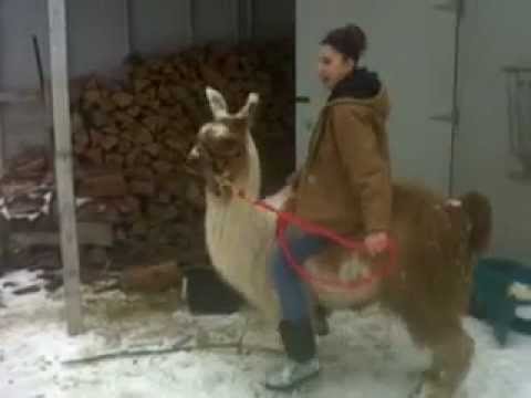 llama riding. Went wrong