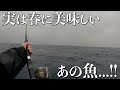 【長栄丸】春の大雨、キャスティングで釣れたのは脂が乗ったあの魚でした...