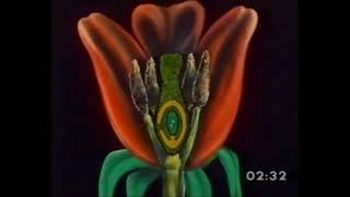 Flores com plantas vasculares