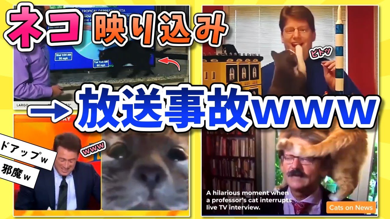 【2ch動物スレ】ニュースに映り込むネコたちがこちらｗｗｗ