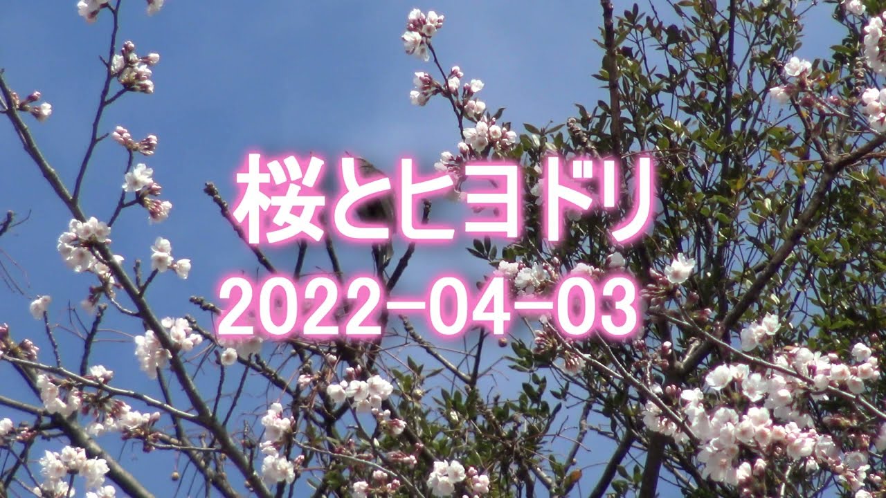 桜とヒヨドリ Youtube