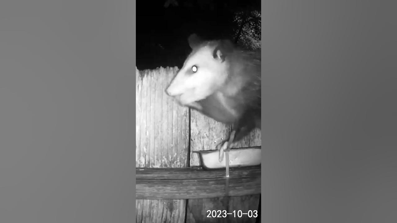 possum eating a Brazil Nut YouTube