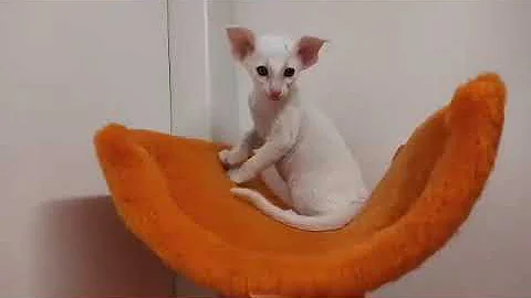 Video 9419371: oriental kitty, lovely oriental kittens, oriental cats, blue oriental, blue eyes kitty