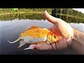 Giant Goldfish Catches 17 lb Bass!! (State Record)