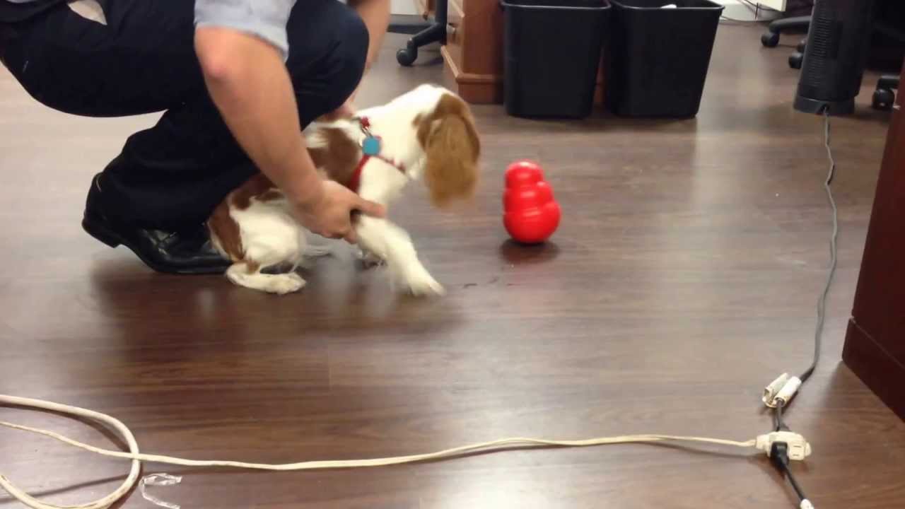 Trick to teach your dog how to play with Kong Wobbler 