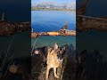 Schäferhund schwimmt in einem Bergsee auf einem hohem Berg AUSTRIA-TIROL