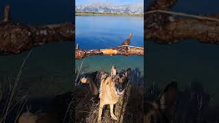 Schäferhund schwimmt in einem Bergsee auf einem hohem Berg AUSTRIA-TIROL