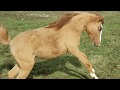 Energetic golden horse - Cascadia Zerin - CHBA registered Caspian stallion