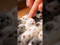 Petting the kitten keyboard😻😽🐾  #catvideos #seedance2 #pcgaming