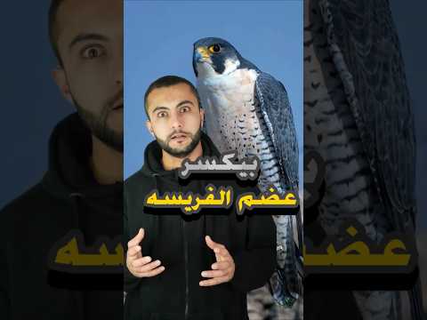 هل فعلا صقر الشاهين بيكسر عضم الفريسة بضربة