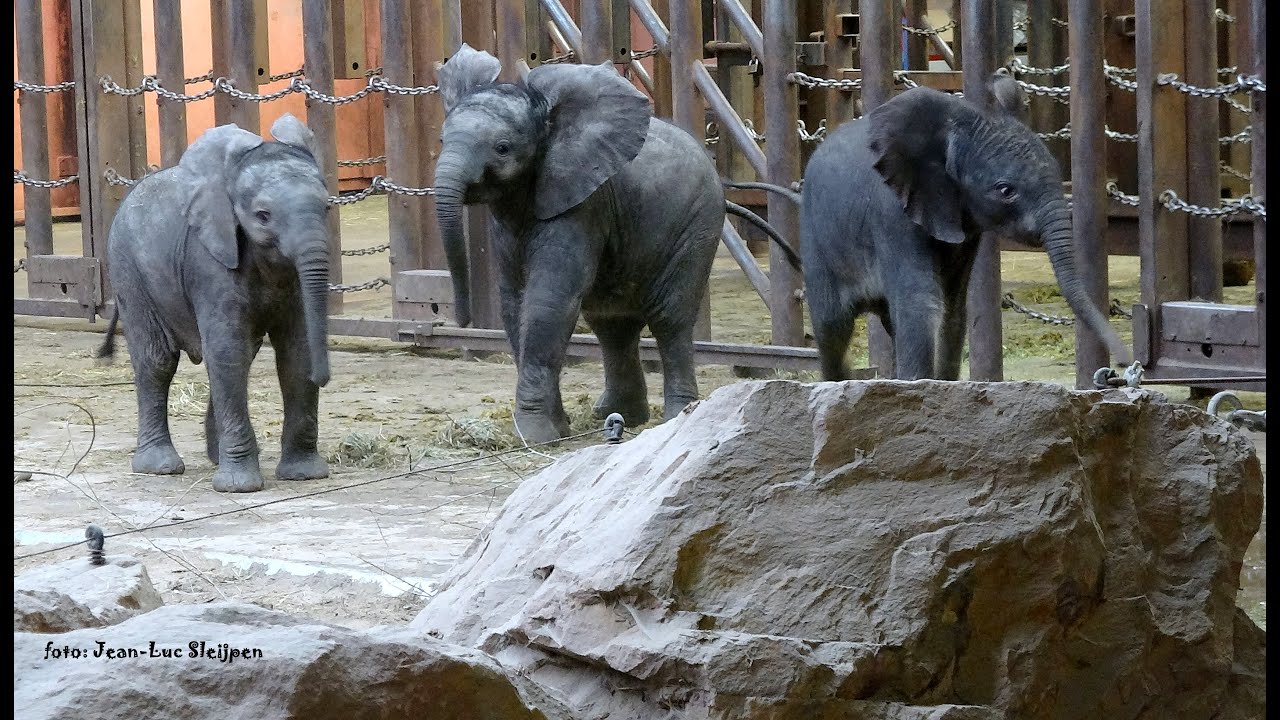 they are all so exuberant - YouTube