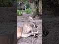 Chill kangaroo #chill #chillmusic #chillout #kangaroo #kangaroos #animals