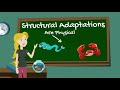 Animal Adaptations in the Intertidal Zone