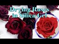 First Attempt: Drying Roses With Silica Gel