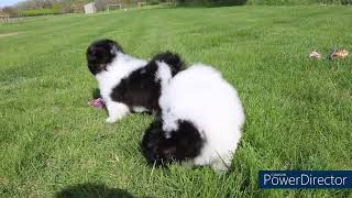 Lady Tango Tibo shichon puppies for sale