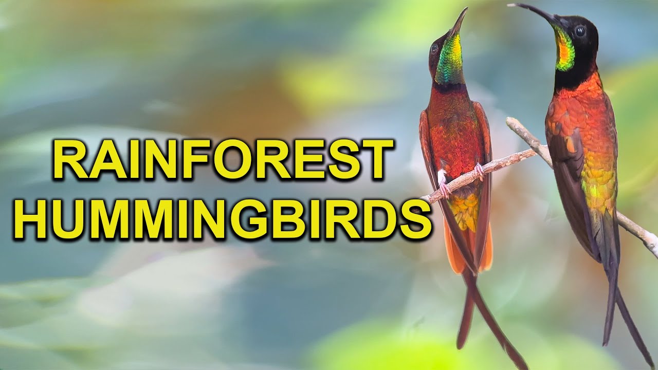 Extraordinary Hummingbirds: Crimson and Fiery Topazes - YouTube