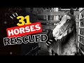 31 Horses Rescued out of the Slaughter Pipeline