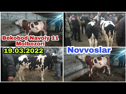 Video: Ko nozīmē FCAT?