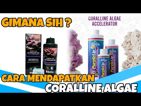 Video: Adakah alga coralline bagus?