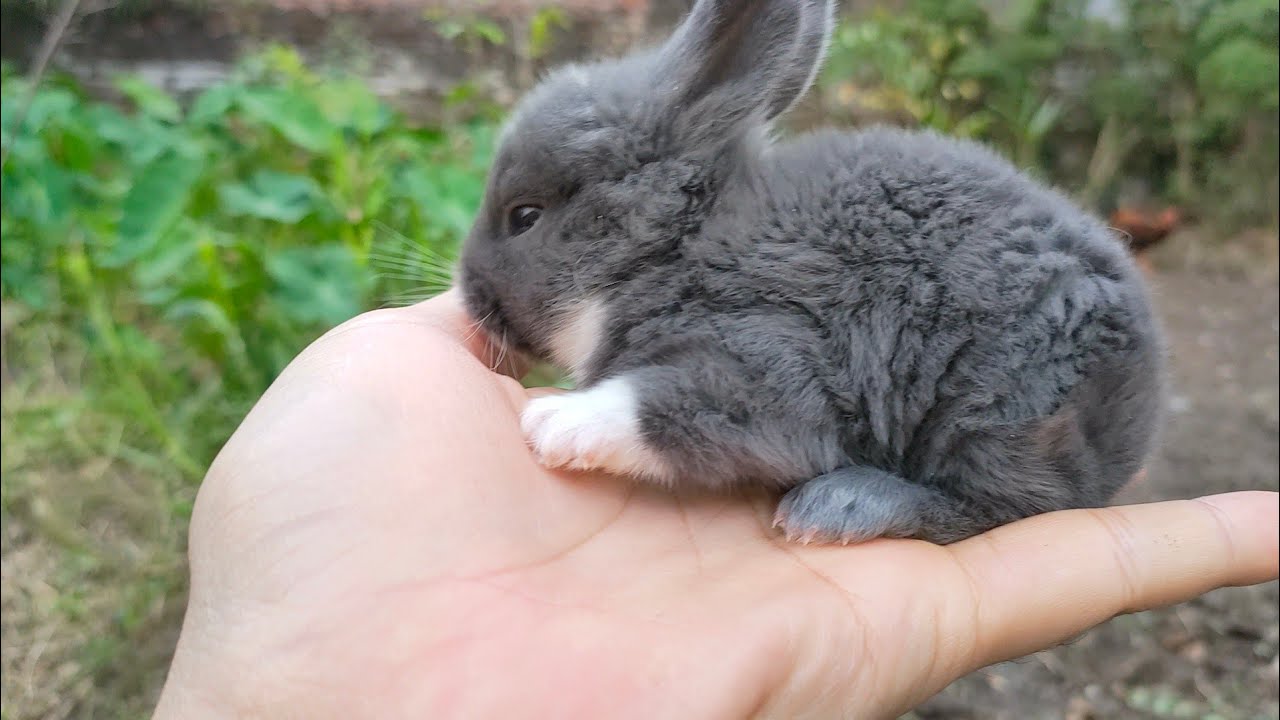 Going to the garden to see guinea pigs, white rabbits, gray rabbits, in