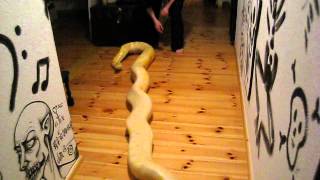 Julius Roll-Over Wealth