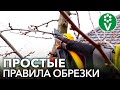 КАК ОБРЕЗАТЬ СЛИВУ? Правила обрезки сливы для начинающих