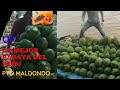 Produccion y cosecha de papaya - Pto Maldonado - Peru