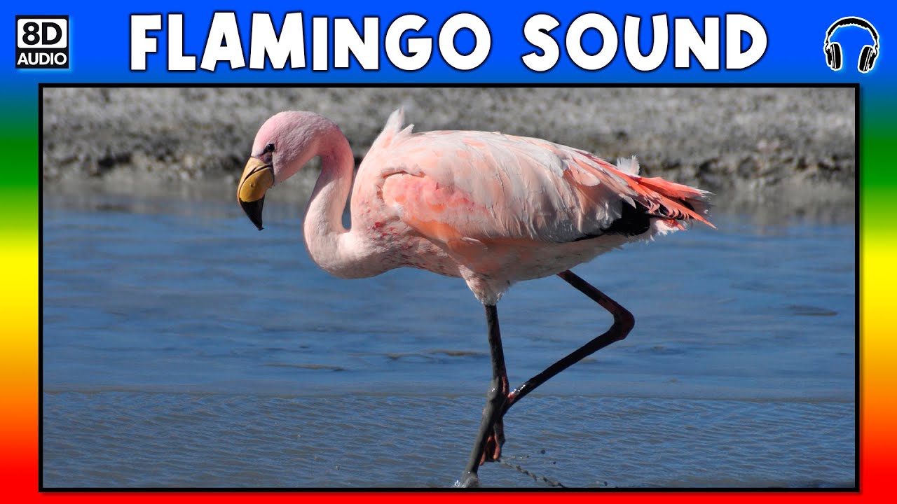 🦩 FLAMINGO SOUND FLAMINGO SOUND EFFECT SOUND OF FLAMINGO NOISE OF