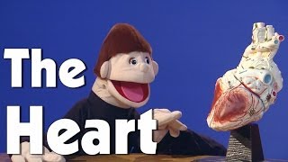 The Heart | Kids Health | The Friday Zone | WTIU | PBS