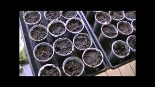 Seed Starting ,Eggplant and Okra