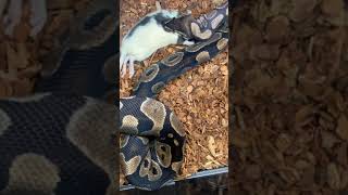 Ball Python Feeding Time-lapse! #ballpython #foodchallenge #timelapse #snake #animal #food #wildlife