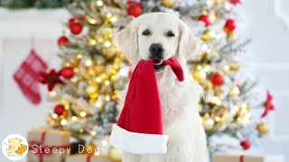 Relaxing Christmas Music for DogsSoothing Music to Relax Your Dog!Calm Your Dog and Combat Anxiety!