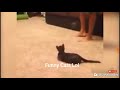 Try Not to Laugh Watching Funny Cats (EXTREME)