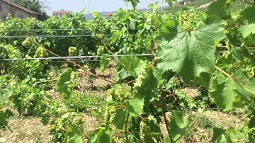 RHONE GIRL - DISCOVERS PHYLLOXERA ON THE VINEYARD  🐜🍷🌱