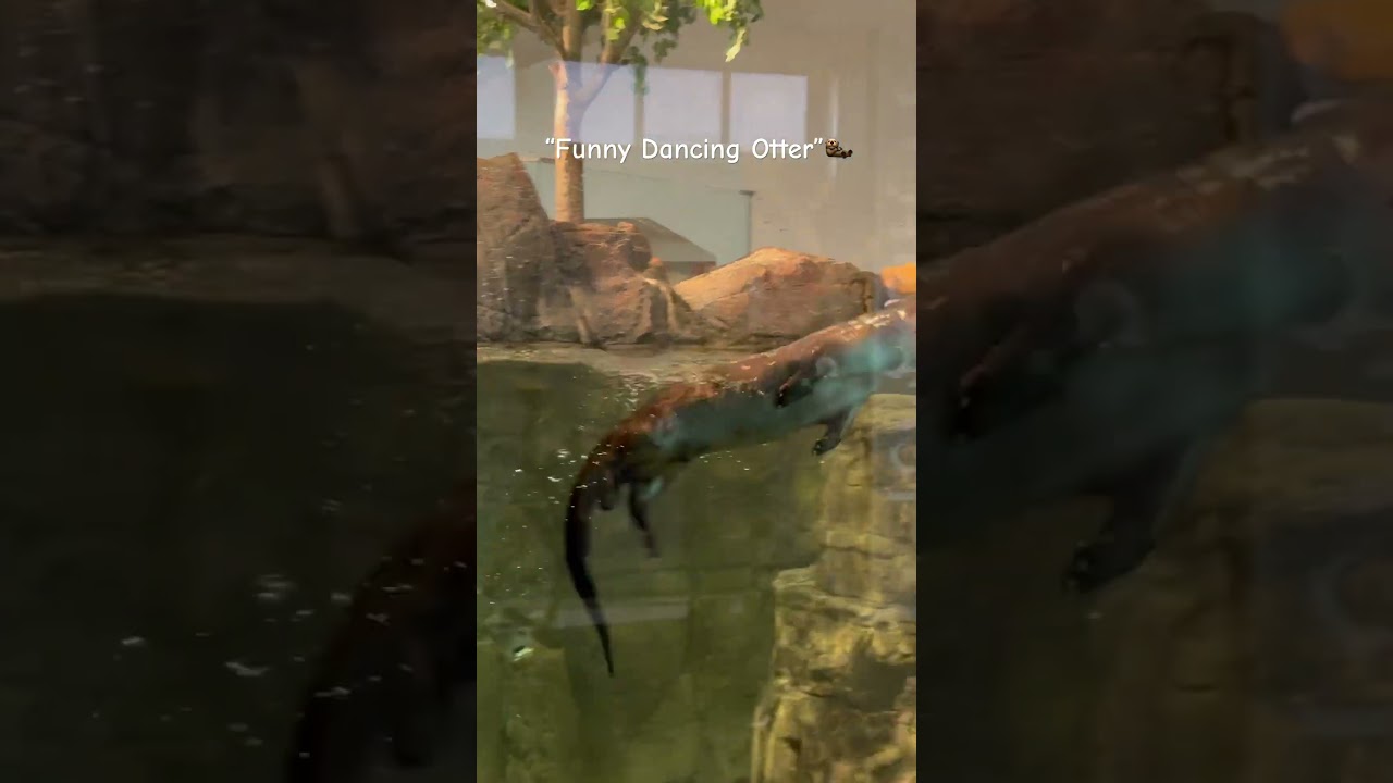 Cute otter dancing on water. 