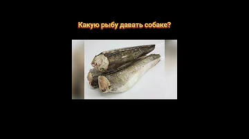 📝🐕🐾 Какую рыбу можно давать собаке?