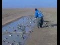 صيد القطا محمد عبدالصمد