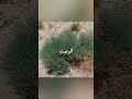 بعض من صور الأعشاب المهمة في حياتنا الجزء الاول
